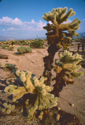 Cholla cactus