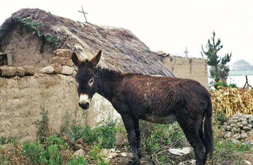 Donkey