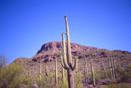 Saguaro cactus