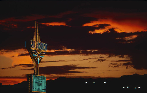 Silverbird, sunset