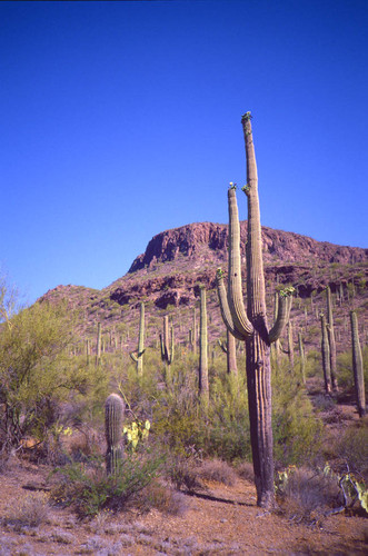 Saguaro cactus