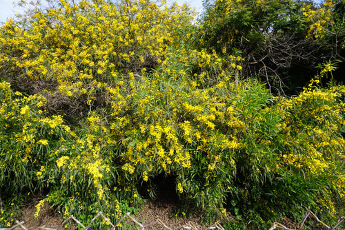 Interstate 10 garden