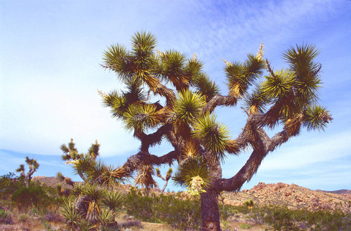 Joshua Tree national monument