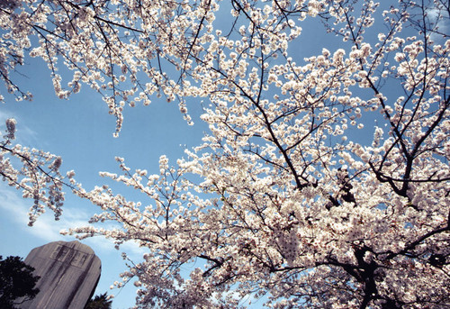 Aoyama Cemetery, cherry blossoms