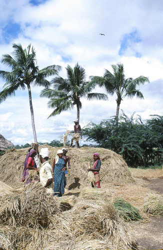 Drying rice