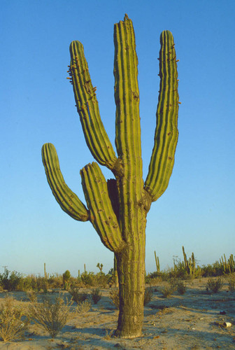 Cardon cactus