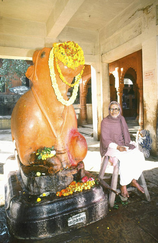 Nandi Bull