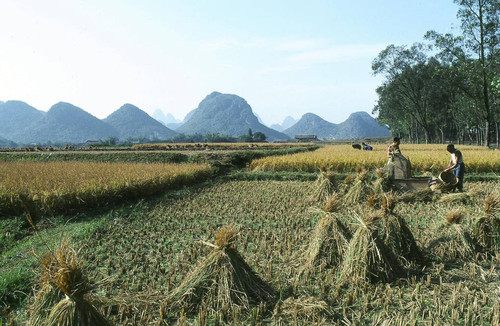 Rice field