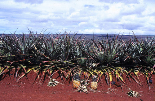 Pineapple farm