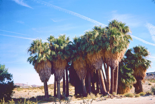 Two Bunch Palms