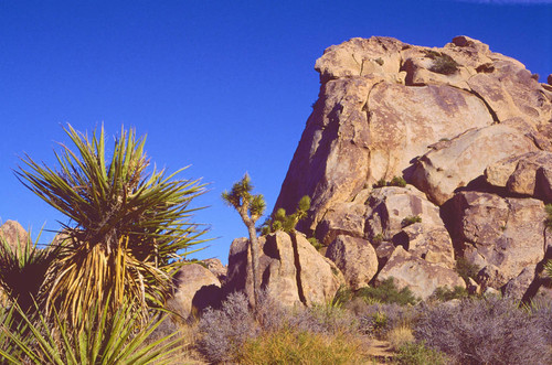 Joshua Tree national monument