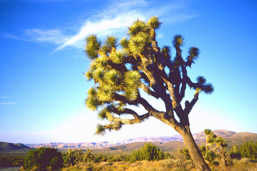 Joshua Tree national monument