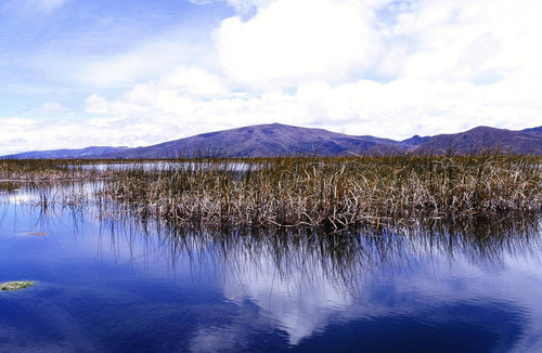 Lake Titicaca reeds