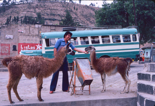 Men with llamas