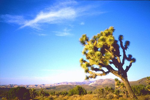 Joshua Tree national monument