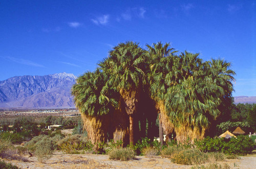 Two Bunch Palms