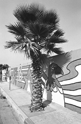 Palm tree