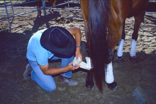 Bandaging polo horse's leg