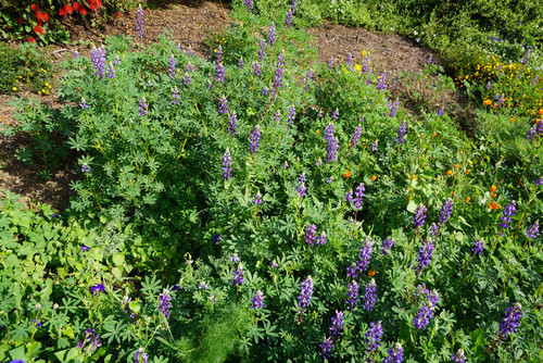 Interstate 10 garden