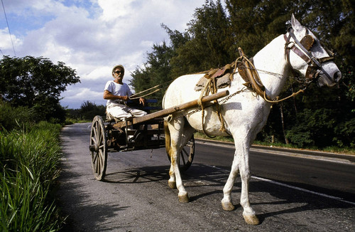 Horse cart