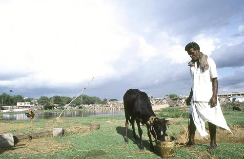 Farmer with cow