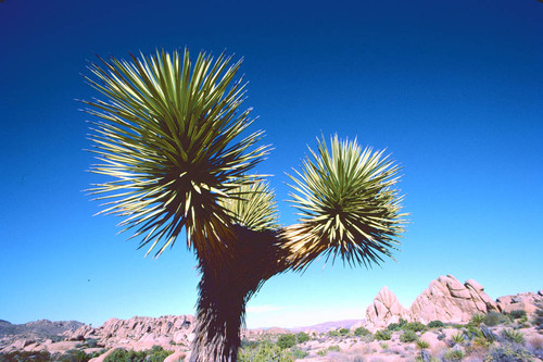 Joshua Tree national monument