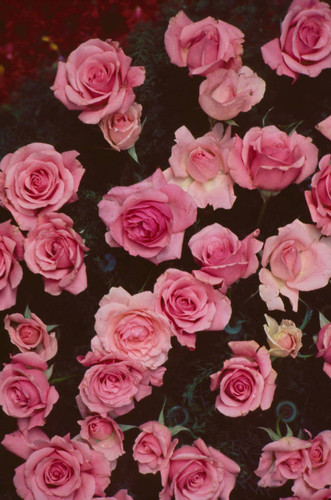 Pink roses