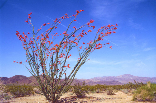 Ocotillo cactus