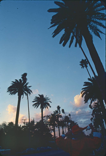 Palm trees