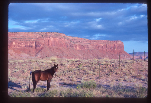 Wild horse