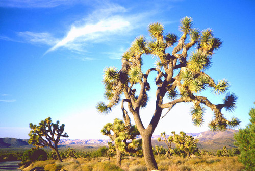 Joshua Tree national monument