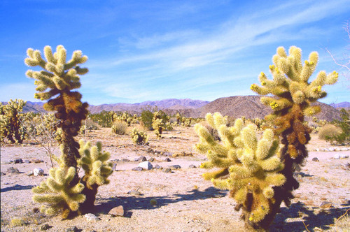 Cholla cactus