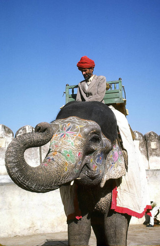 Elephant ride