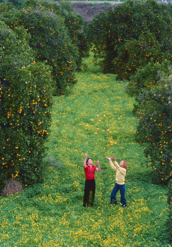 Orange grove