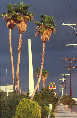 Palm trees