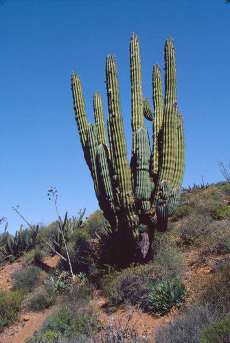 Cardon cactus