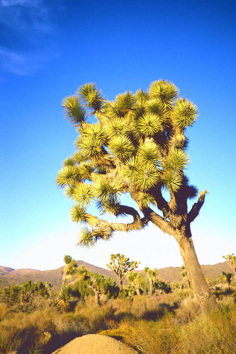 Joshua Tree national monument