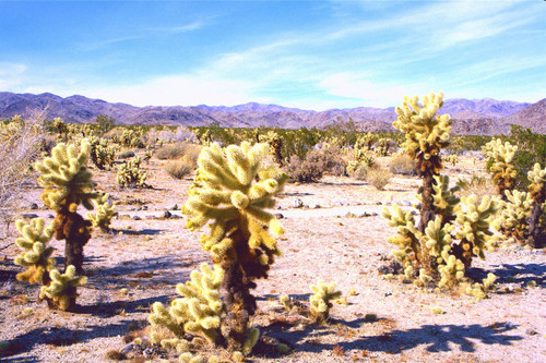 Cholla cactus