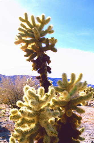 Cholla cactus