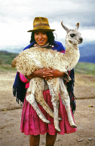 Llama