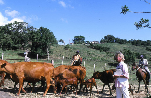 Mrs. Flynn and cattle