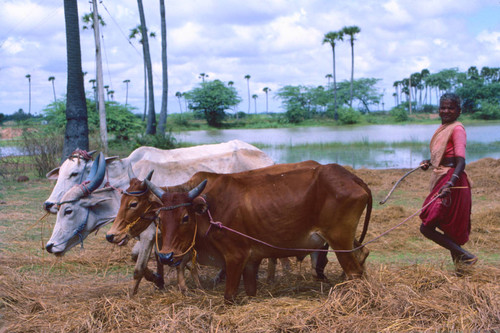 Woman with cows