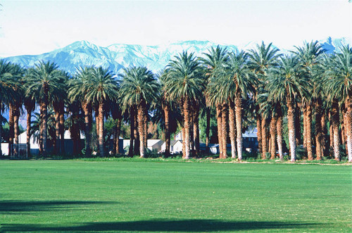 Date Palms Grove