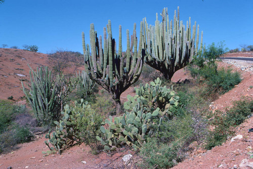 Cacti in desert