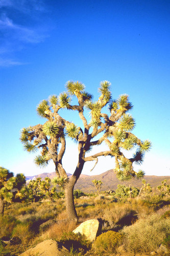 Joshua Tree national monument