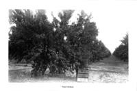 Peach orchard