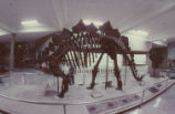 Stegosaurus fossil