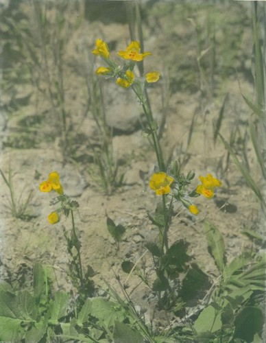 Common monkey flower