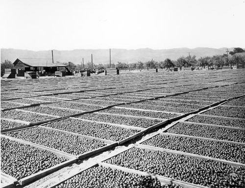 Fruit drying