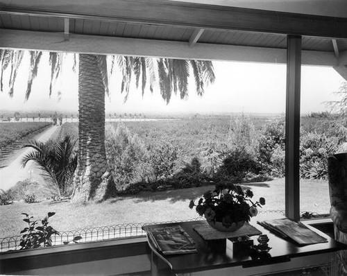 Fruit orchard viewed from indoors